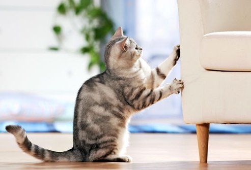 Как отучить кота драть мебель